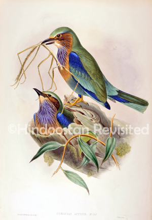 /data/Original Prints/Noteable Artists and Works/CORACIAS AFFINIS McCLELL.jpg
